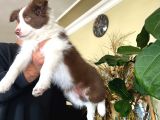 Son Dişi Kızıl Border Collie Yabrumuz