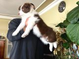 Son Dişi Kızıl Border Collie Yabrumuz
