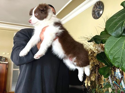 Son Dişi Kızıl Border Collie Yabrumuz görsel