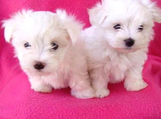 Maltese Terrier Yavruları Mama Ve Malzeme Kampanyali
