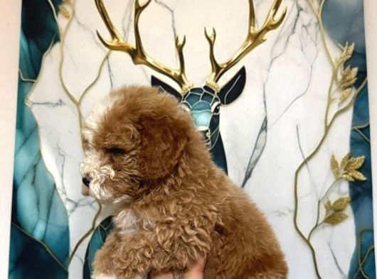 A Kalite Poodle Bebekler görsel