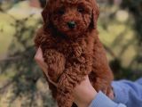 Full Safkan Toy Poodle Yavrumuz