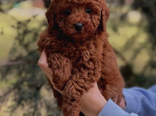 Full Safkan Toy Poodle Yavrumuz görsel