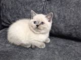 Teslime Hazır Güzellik