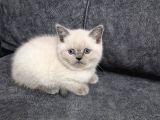 Teslime Hazır Güzellik
