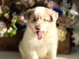 Safkan Full Kalite Border Collie Yavrular