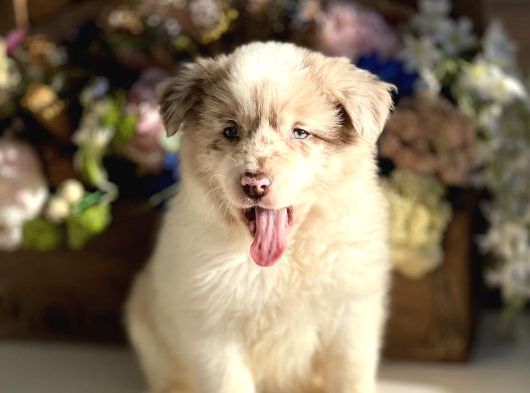 Safkan Full Kalite Border Collie Yavrular görsel