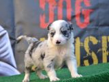 Safkan Full Kalite Border Collie Yavrular