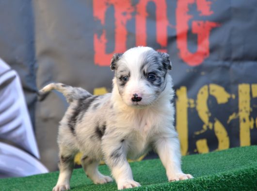 Safkan Full Kalite Border Collie Yavrular görsel