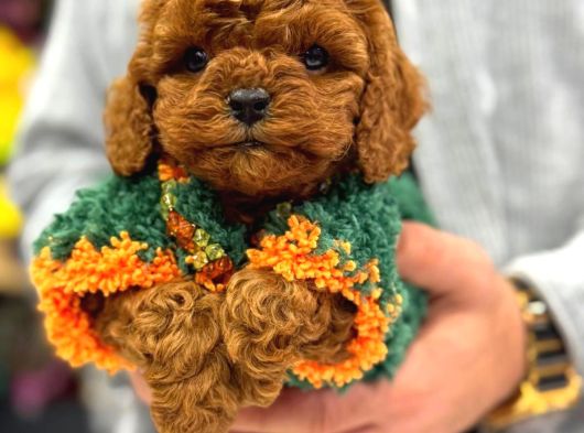 Toy Poodle Anne Altindan Irk Ve Sağlik Garanti̇li̇ görsel