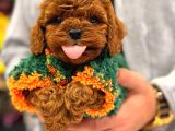 TOY POODLE ANNE ALTINDAN IRK VE SAĞLIK GARANTİLİ