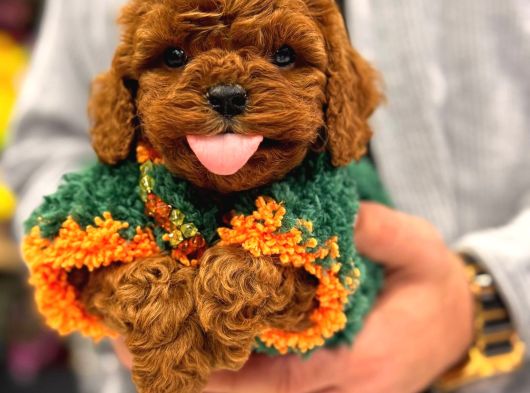 Toy Poodle Anne Altindan Irk Ve Sağlik Garanti̇li̇