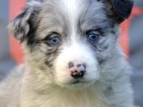 Safkan Full Kalite Border Collie Yavrular