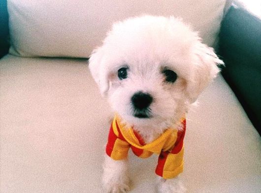 Orjinal teacup kore maltes terrier yavruları