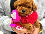 ANNE ALTINDAN TOY POODLE