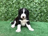 Safkan Full Kalite Border Collie Yavrular