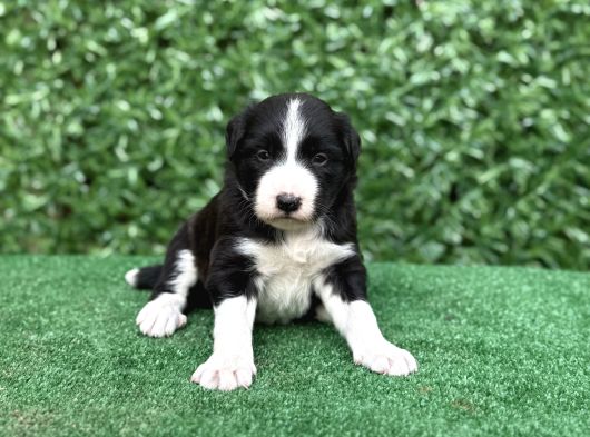 Safkan Full Kalite Border Collie Yavrular görsel