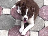 Safkan full kalite border collie yavrular