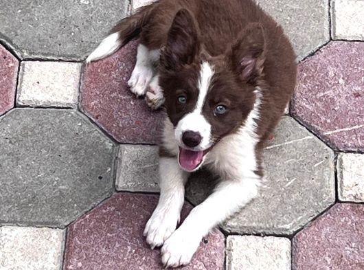 Safkan Full Kalite Border Collie Yavrular