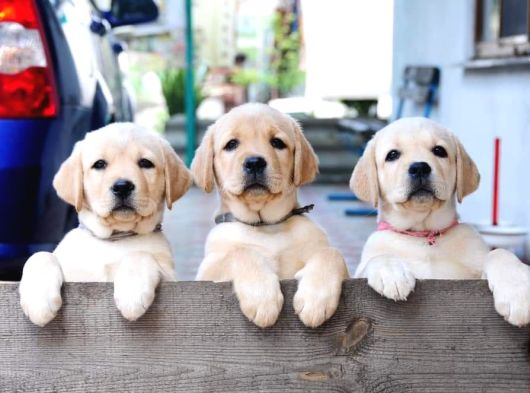 LABRADOR RETRIEVER YAVRULARI ISTANBUL