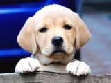 Labrador Retriever Yavrulari Istanbul