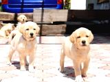 Labrador Retriever Yavrulari Istanbul