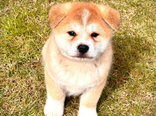 Japon Aki̇ta Inu Yavrulari̇ İstanbul görsel