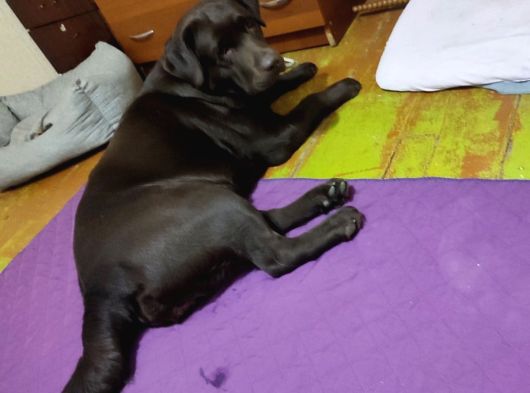 Labrador Retriever Yavrulari Istanbul görsel