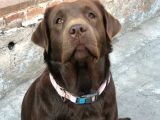 Labrador Retriever Yavrulari Istanbul