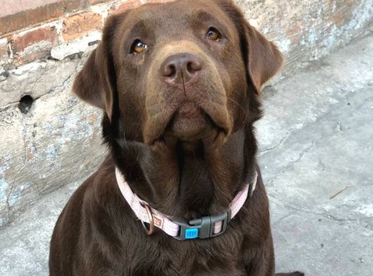 Labrador Retriever Yavrulari Istanbul görsel