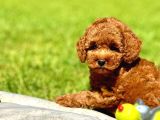 Muhteşem Toy Poodle Yavrulari