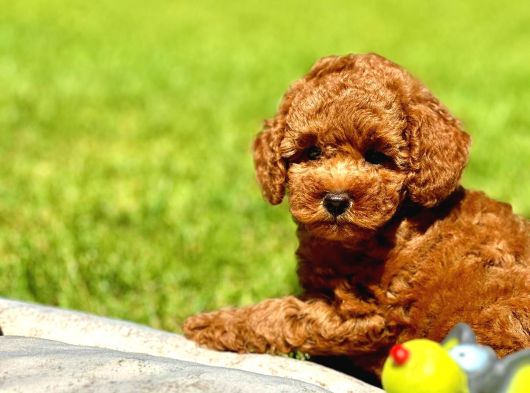 Muhteşem Toy Poodle Yavrulari görsel
