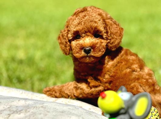 MUHTEŞEM TOY POODLE YAVRULARI
