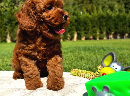 Muhteşem Toy Poodle Yavrulari görsel