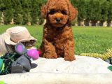 Muhteşem Toy Poodle Yavrulari