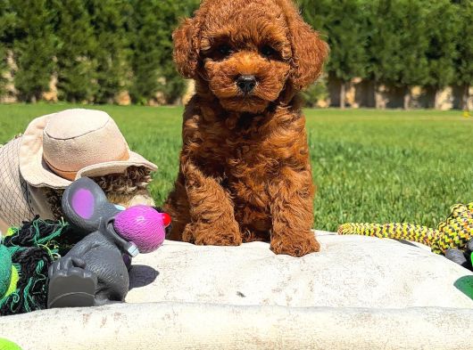 Muhteşem Toy Poodle Yavrulari görsel