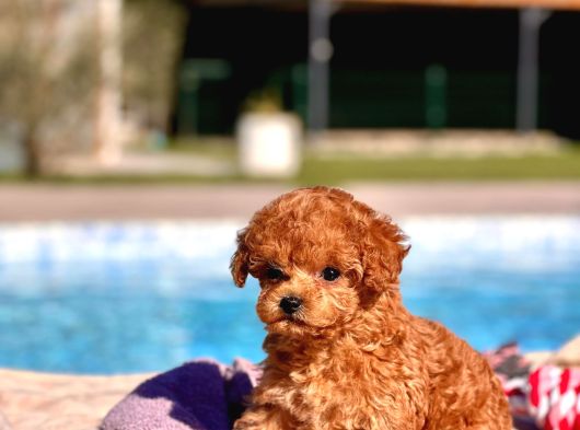 Tea Cup  ORJİNAL Toy Poodle Yavrulari