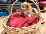 Muhteşem Maltipoo Bıcırıklar