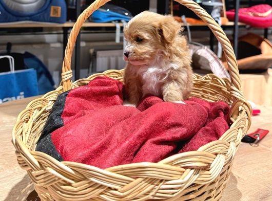 Muhteşem Maltipoo Bıcırıklar