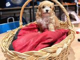 Muhteşem Maltipoo Bıcırıklar