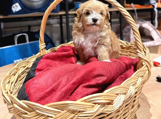 Muhteşem Maltipoo Bıcırıklar görsel