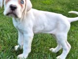 Cane Corsa Yavrulari İstanbul