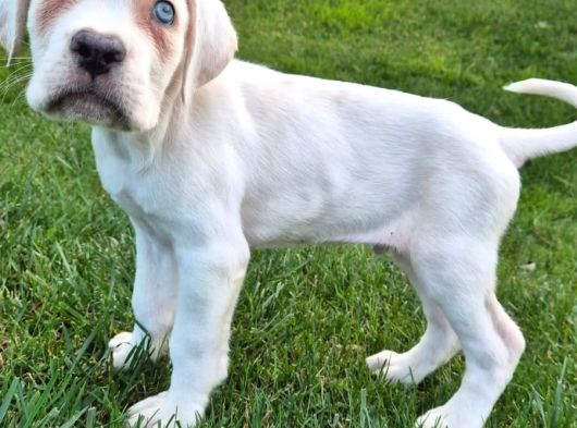 Cane Corsa Yavrulari İstanbul görsel