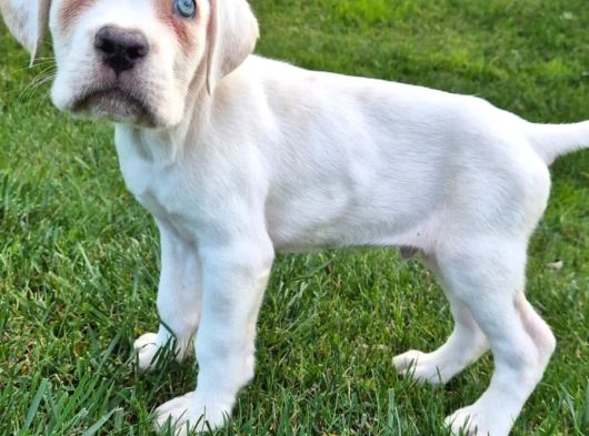 Cane Corsa Yavrulari İstanbul görsel