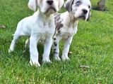Cane Corsa Yavrulari İstanbul
