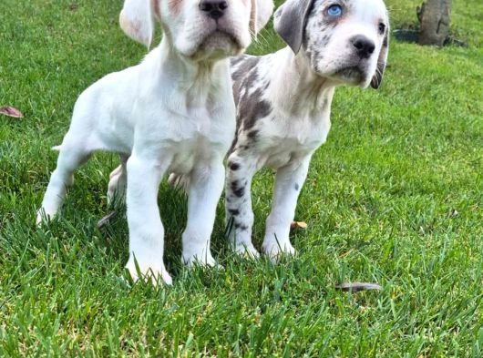 Cane Corsa Yavrulari İstanbul görsel