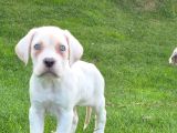 Cane Corsa Yavrulari İstanbul