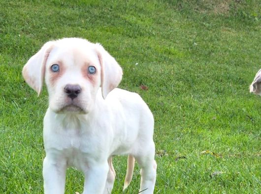 Cane Corsa Yavrulari İstanbul görsel