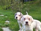 Cane Corsa Yavrulari İstanbul