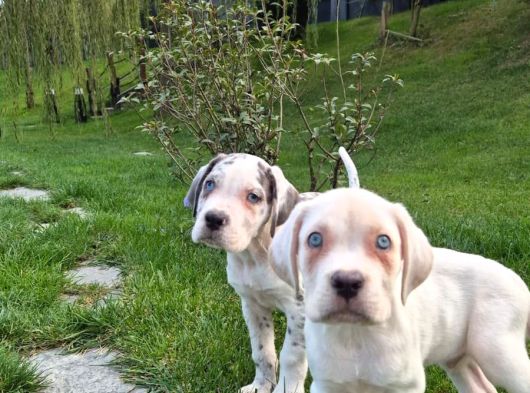 Cane Corsa Yavrulari İstanbul görsel